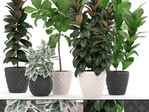 ficus trees set Model 3D