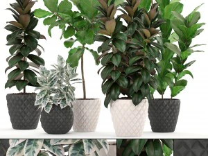 ficus 나무 세트 3D 모델