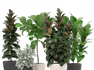 ficus trees set 3D Model