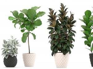ficus trees set 3D Model