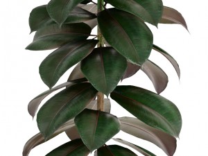 ficus trees set 3D Model