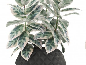 ficus trees set 3D Model