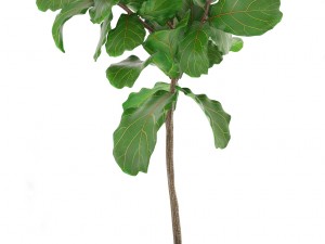 ficus trees set 3D Model