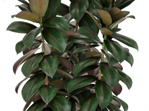 ficus trees set 3D Model