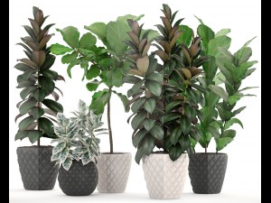 ficus trees set 3D Model