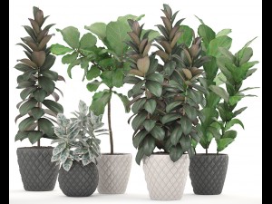 ficus trees set 3D Model