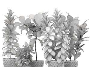 ficus trees set 3D Model