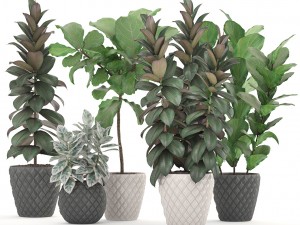 ficus trees set 3D Model