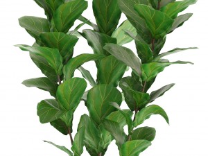 ficus trees set 3D Model