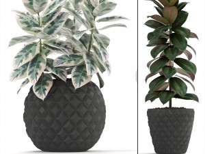 ficus trees set 3D Model