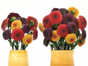 bouquet of flowers dahlias 3D मॉडल