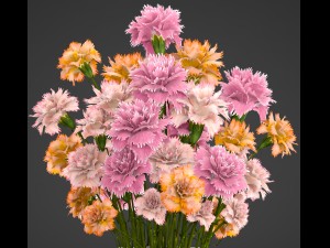 bouquet of flowers dianthus Model 3D