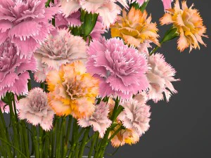 bouquet of flowers dianthus 3D Model