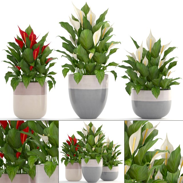 collection plants spathiphyllum 3D मॉडल .c4d .max .obj .3ds .fbx .stl .blend 
