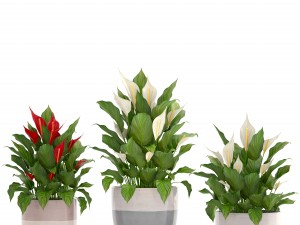 collection plants spathiphyllum 3D मॉडल