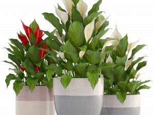 collection plants spathiphyllum 3D मॉडल