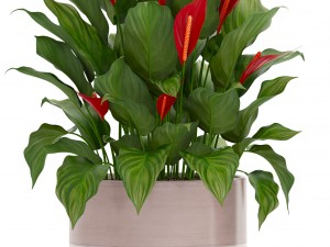 collection plants spathiphyllum 3D मॉडल