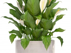 collection plants spathiphyllum 3D मॉडल