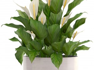 collection plants spathiphyllum 3D मॉडल