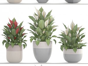 collection plants spathiphyllum 3D मॉडल