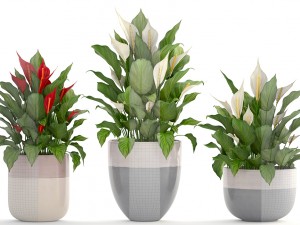 collection plants spathiphyllum 3D मॉडल