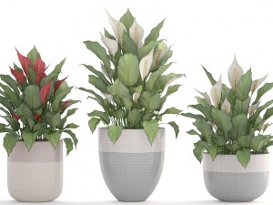 collection plants spathiphyllum 3D मॉडल
