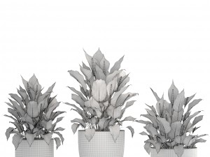 collection plants spathiphyllum 3D मॉडल