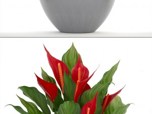 collection plants spathiphyllum 3D मॉडल