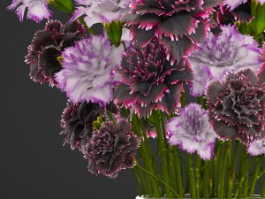 bouquet of flowers dianthus 3D Model