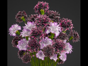 bouquet of flowers dianthus 3D Model