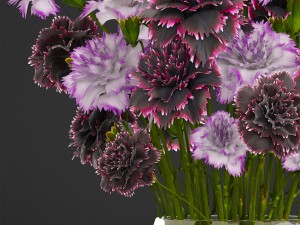 bouquet of flowers dianthus 3D Model