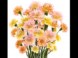 bouquet of flowers carnation 3D Model