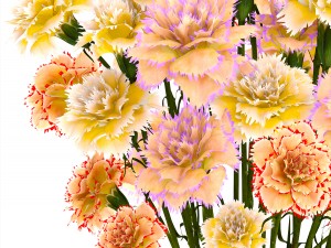 bouquet of flowers carnation 3D Model