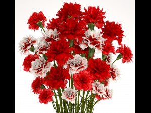 bouquet of flowers red carnation 3Dモデル