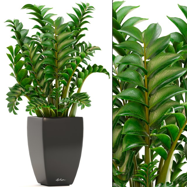 zamioculcas plants 3D Модель .c4d .max .obj .3ds .fbx .stl .blend 