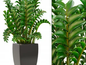 rośliny zamioculcas Model 3D