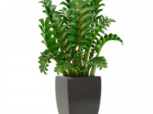 zamioculcas plants 3D Model