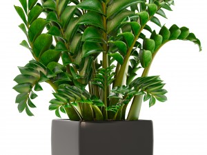 zamioculcas plants 3D Модель