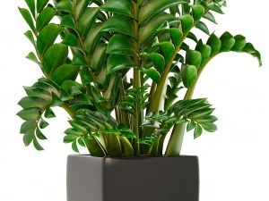zamioculcas plants 3D Model