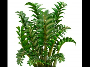 zamioculcas plants 3D Model