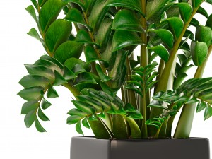 zamioculcas plants 3D Модель