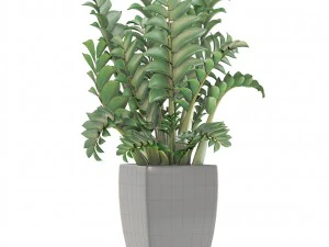 zamioculcas plants 3D Model