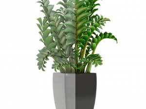 zamioculcas plants 3D Модель
