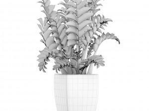 zamioculcas plants 3D Модель