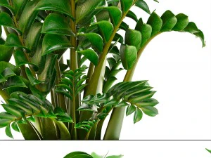 zamioculcas plants 3D Model