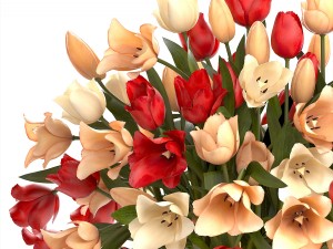 bouquet of tulips 3Dモデル