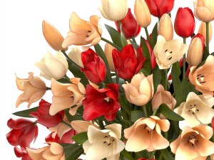 collection of bouquets of tulips 3D Model