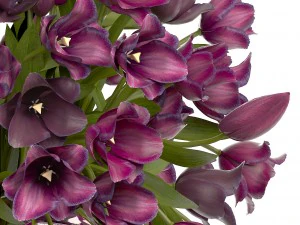 collection of bouquets of tulips 3D Model
