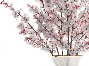 sakura bouquet 3D Model
