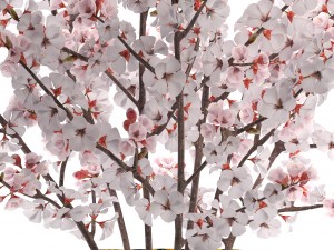 sakura bouquet 3D मॉडल